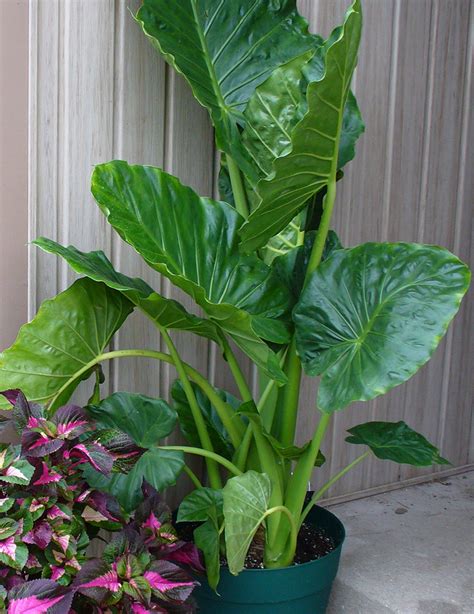 plants that are similar to elephant ears